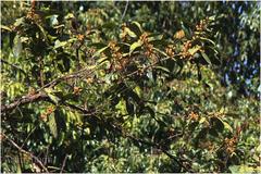 Litsea stocksii